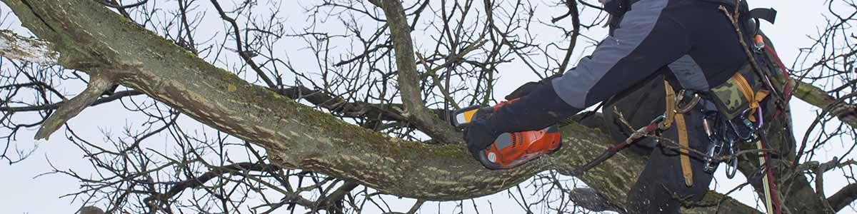 Hilliard, Ohio arborist and tree removal