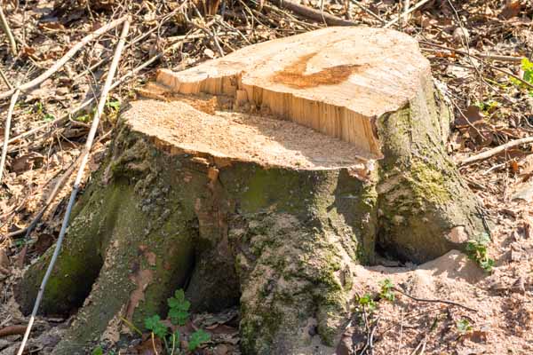 Professional tree stump removal in Bexley, OH