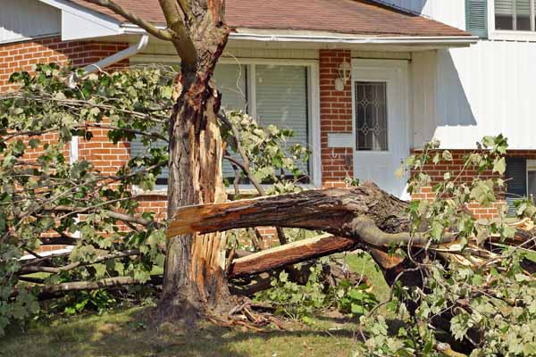 Hilliard Ohio Tree Removal Services