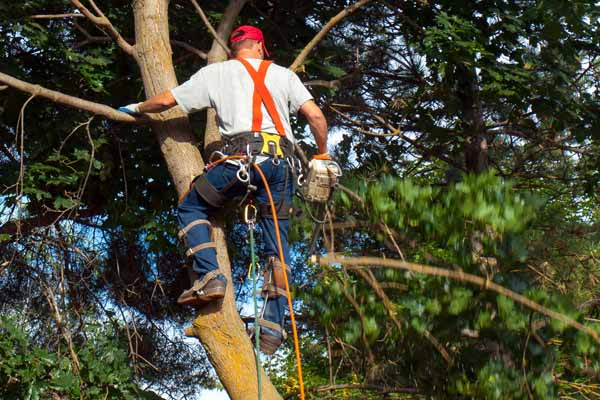 Powell Ohio tree trimming services