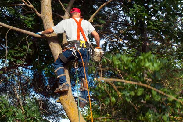 Reynoldsburg Ohio tree trimming services