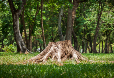 Bill Stephenson Tree Services stump removal