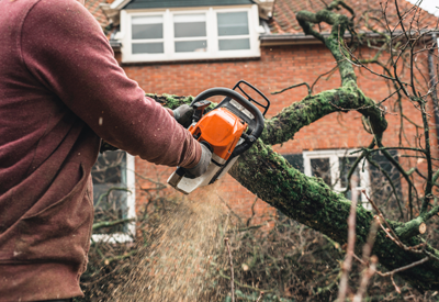 Bill Stephenson Tree Service in Columbus Ohio