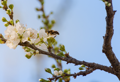 Tree fertilization services in Columbus, OH