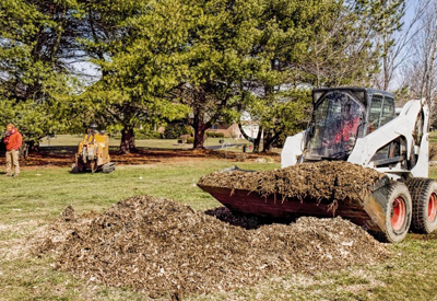 Tree removal services