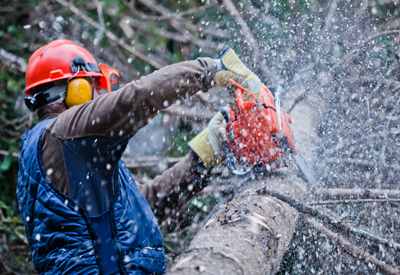 Tree trimming and pruning