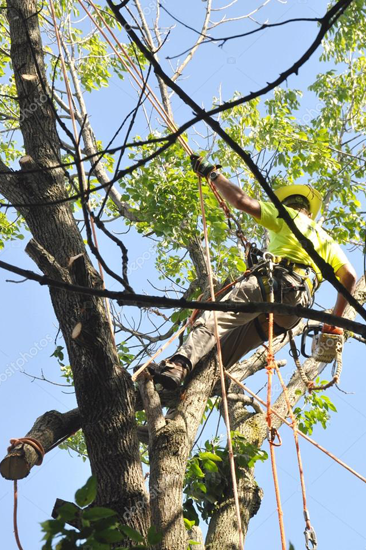 Bill Stephenson Tree Service Tree Trimming service